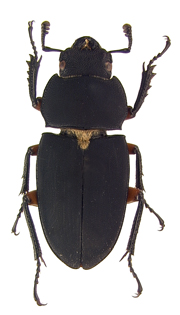 femoratus