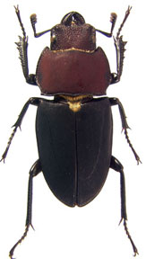 suturalis
