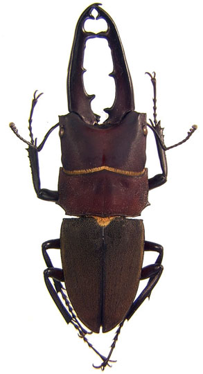 suturalis