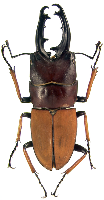 tibialis