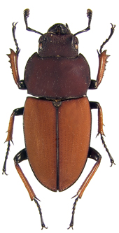 female