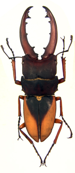 v-niger