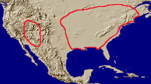 lucanus distribution