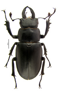 placidus