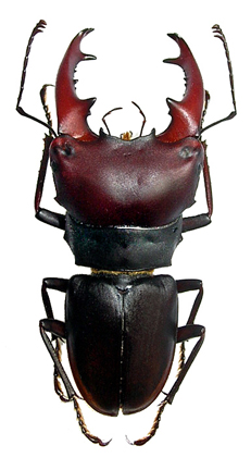 metadorcinus auritus