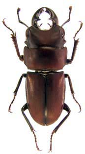 Metadorcus
