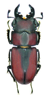 Metadorcinus