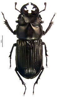buckleyi