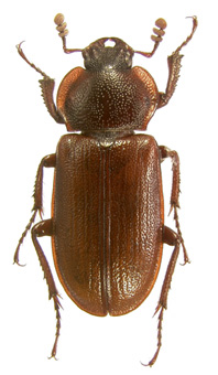 laticollis