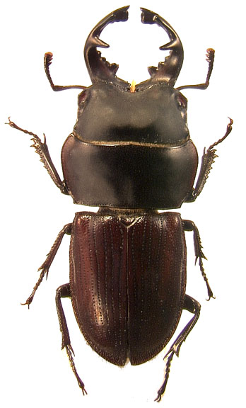 onorelucanus
