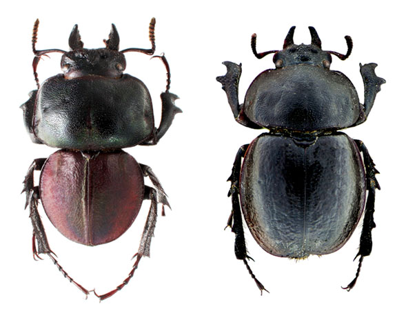 Orotrupes pair