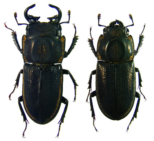 elongatus
