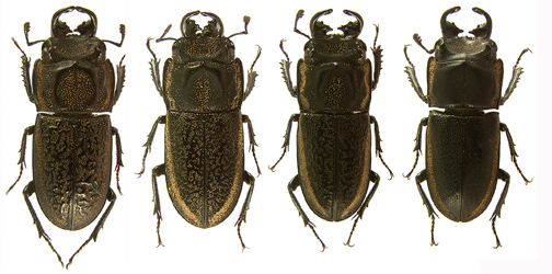 mandibularis