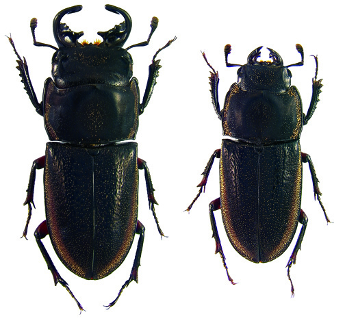 marginipennis