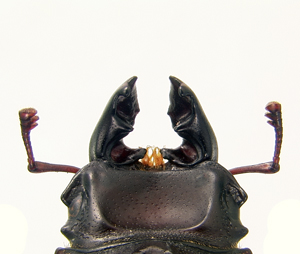 head