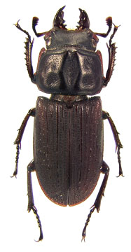 sulcicollis