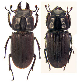 sulcicollis