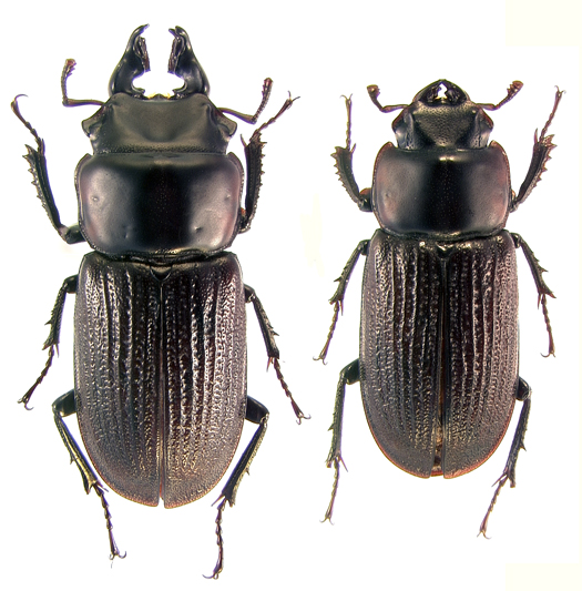 wendyae