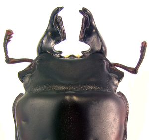 head