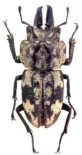 scortizus
