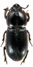 nitidus