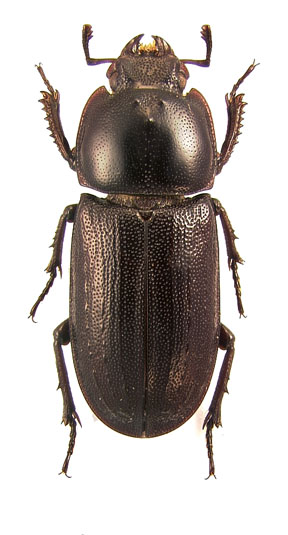 tuberculatus