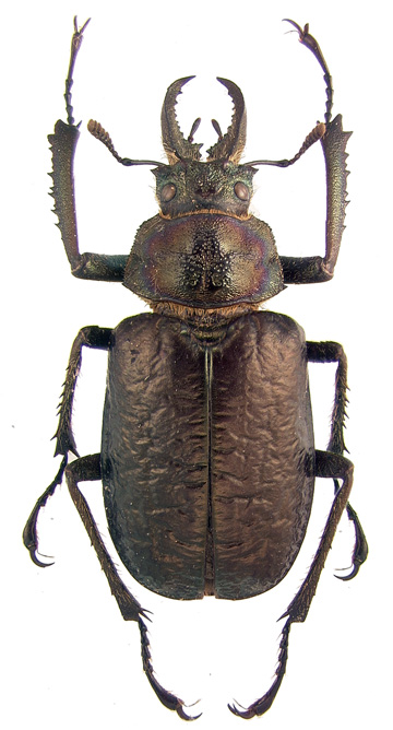 alticollis