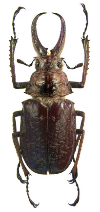 feisthamelii