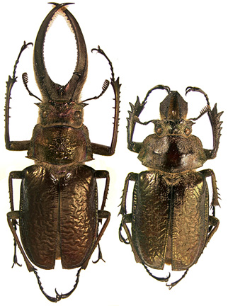 giganteus