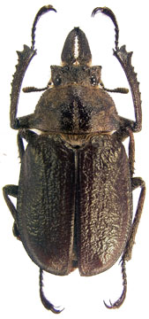 kolbei