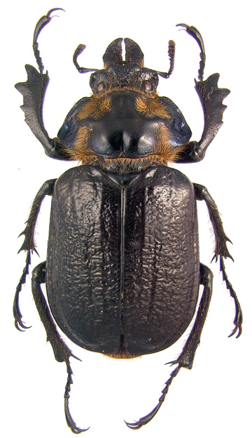 metallescens