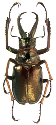 nobilis