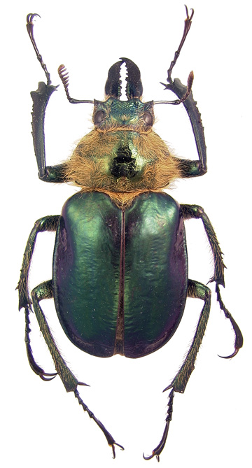 oberon
