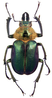 oberon