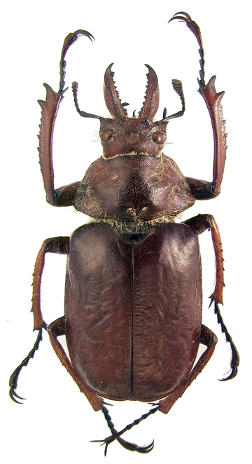 prionoides