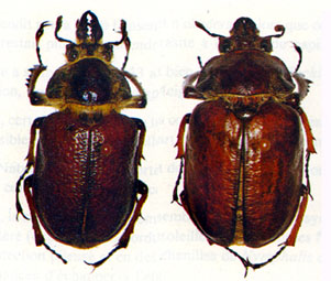 rotundatus