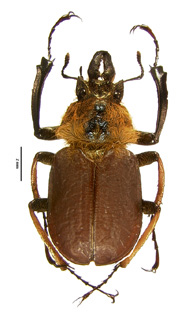 xerophilus