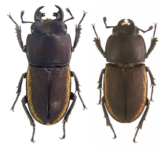 aurocinctus