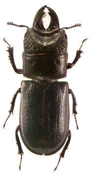 punctatus
