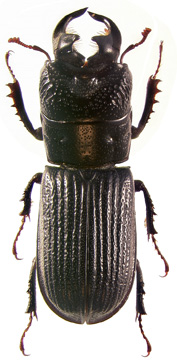 striatus