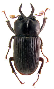 Psilodon