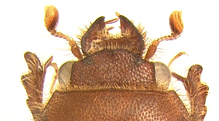 female mandibles