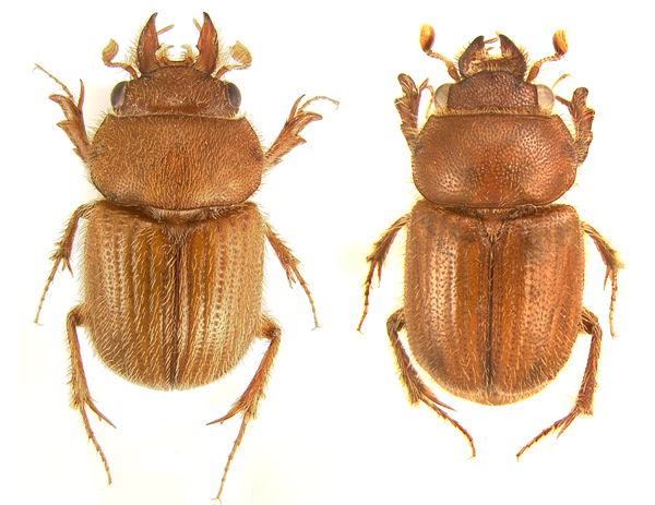 gnatho pair