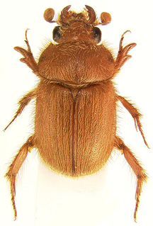 praesidii