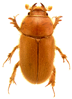 estriatus