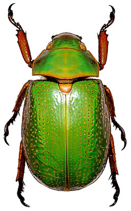 Chrysina spectabilis