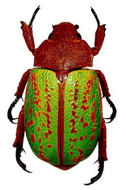 Chrysina victorina