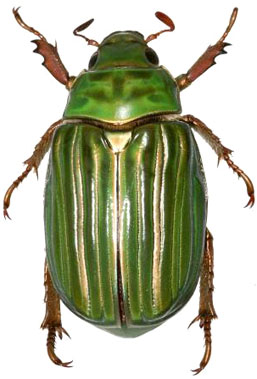 Chrysina adelaida