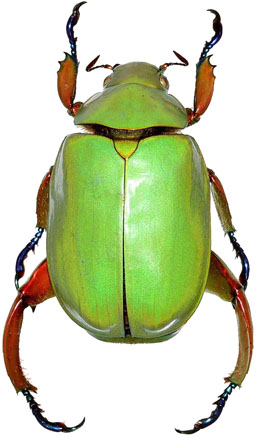 Chrysina adolphi