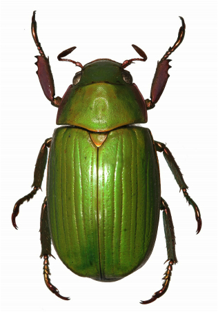 Chrysina alfredolaui